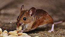 24 Hour & Emergency Exterminators in Bethcar, SC